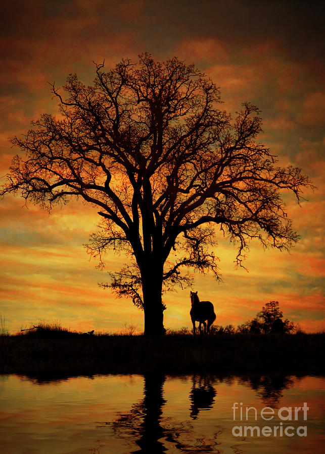 Horse and Oak Tree Magnificent Sunset Pond of Water Nature Landscape Photograph by Stephanie Laird