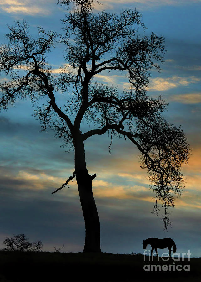 Horse and Oak Tree Silhouette in Southwestern Sunrise Photograph by Stephanie Laird