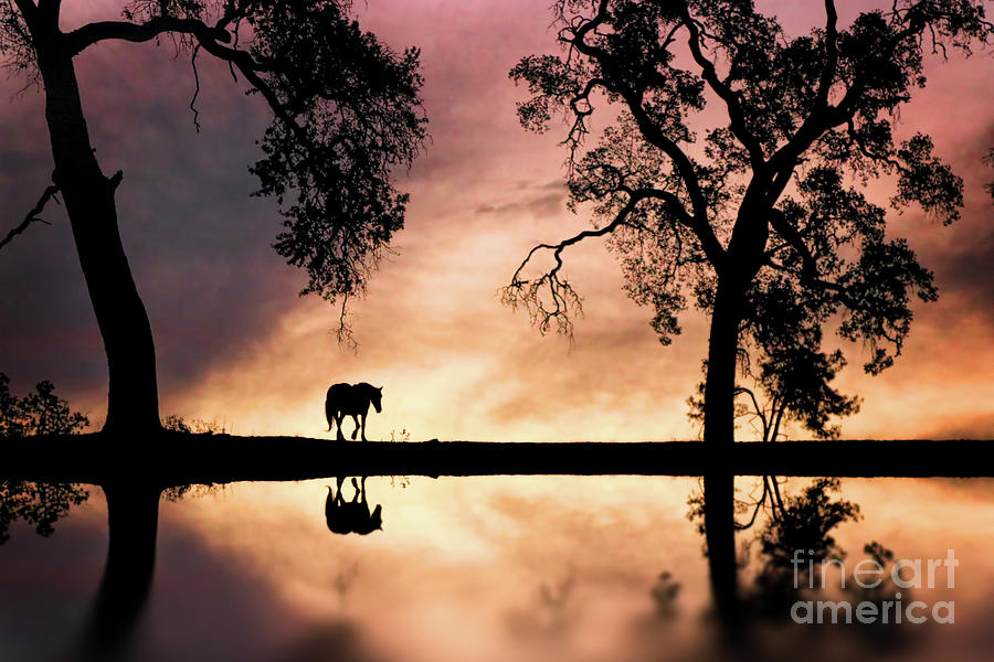 Horse and Oak Trees by Pond in Sunrise Photograph by Stephanie Laird