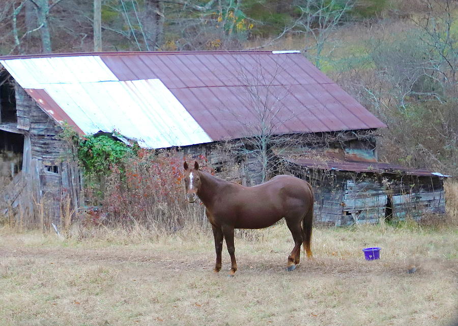 Horse And Old Barn 2 Photograph