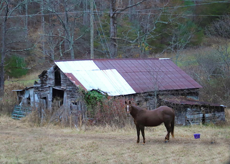 Horse And Old Barn Photograph