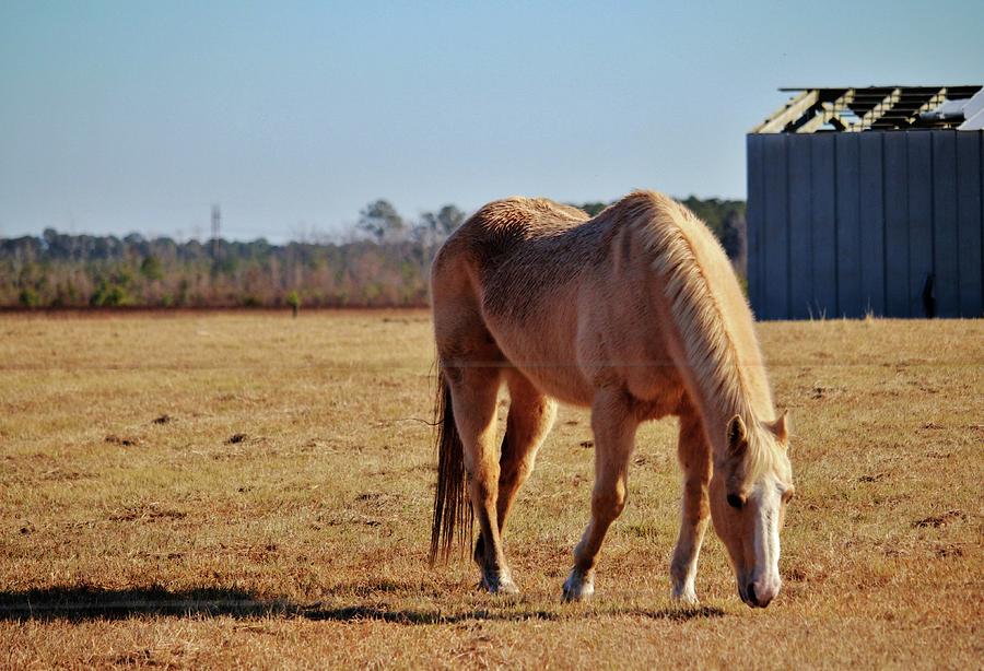 Horse And Old Barn Photograph by Cynthia Guinn