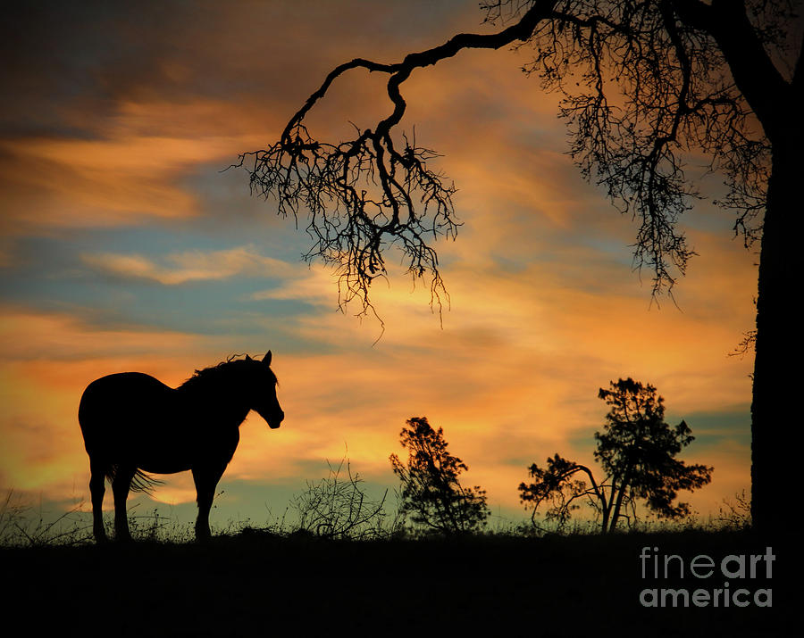 Horse and Sunset with Oak Tree in the Breeze Photograph by Stephanie Laird