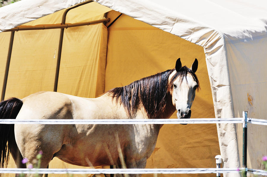 Horse and Tent Photograph by Steverts