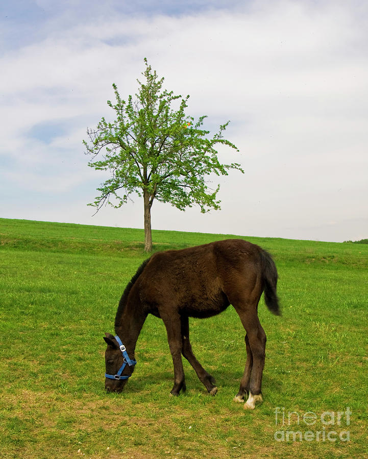 Horse and tree 2 Photograph by Irina Afonskaya