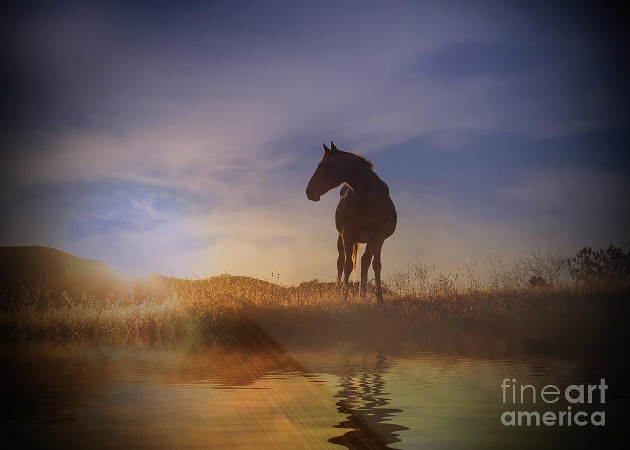 Horse and Water in Colorful Sunrise with Rays Photograph by Stephanie Laird