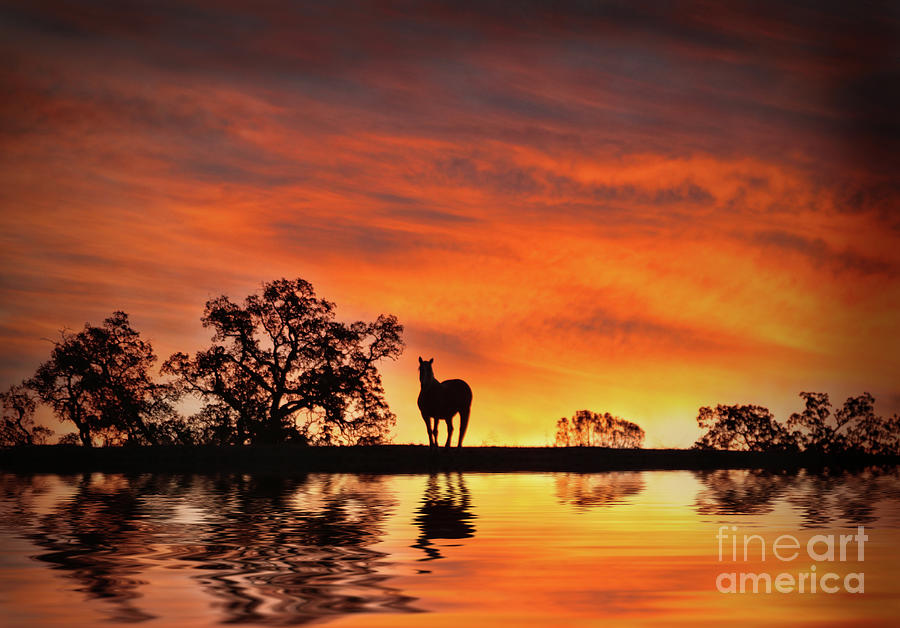 Horse and Water Southwestern Colored Sunset Photograph by Stephanie Laird