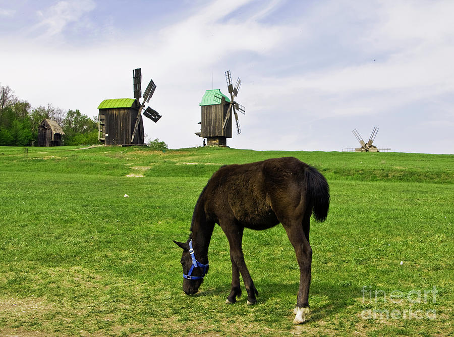 Horse and windmills Photograph by Irina Afonskaya