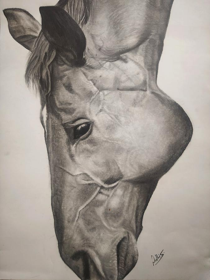 horse sketches and drawings