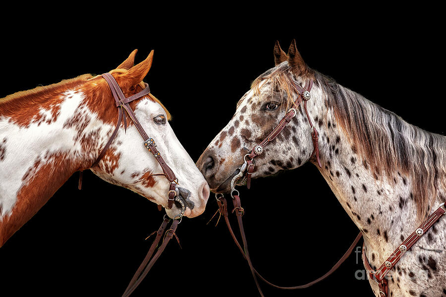 Horse Artwork Photograph by JBK Photo Art Horse Artwork Photograph by JBK Photo Art