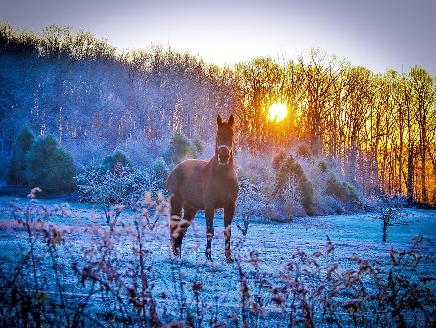 Horse at dawn Photograph by Chad Fuller - Fine Art America