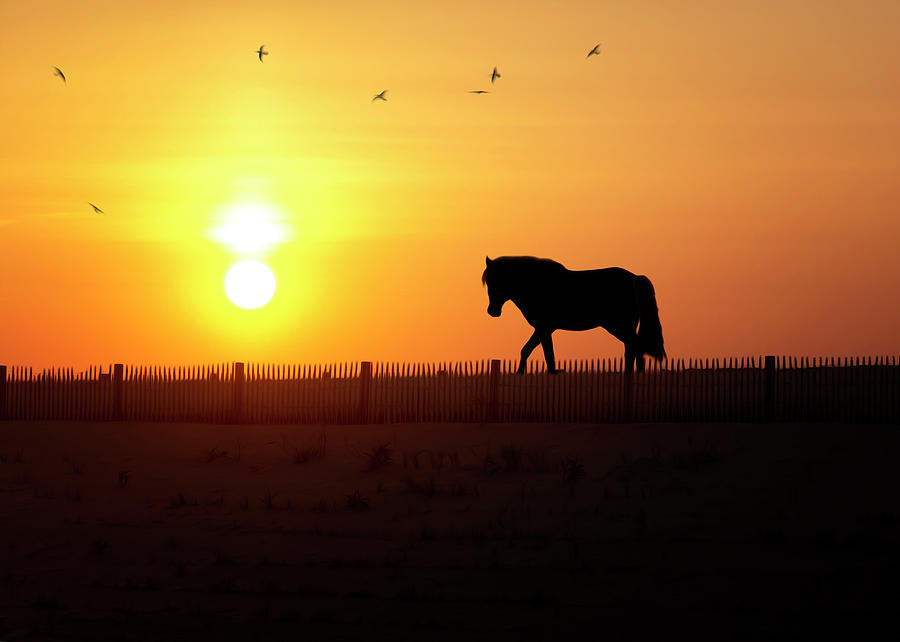 Horse at Sunset in Maryland Photograph by Deborah Penland