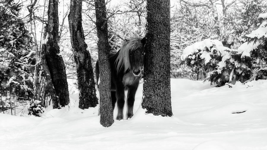 Black And White Photograph - Horse Between Trees in Snowy Winter Landscape - Black and White by Nicklas Gustafsson