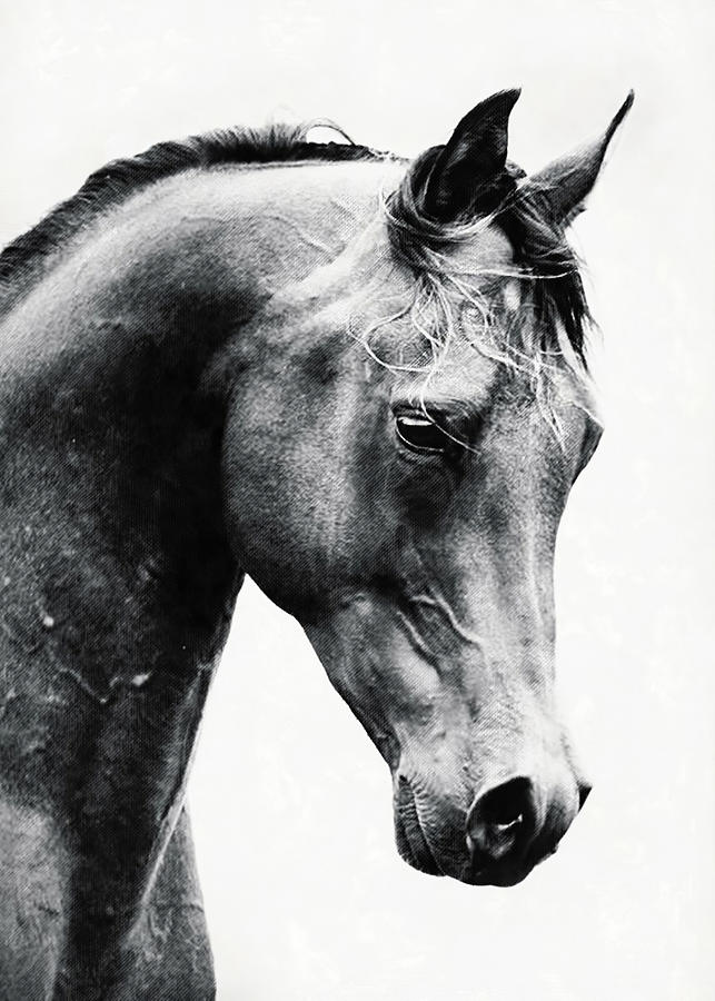 Horse Black Beauty Digital Art By Rowlette Nixon Fine Art America