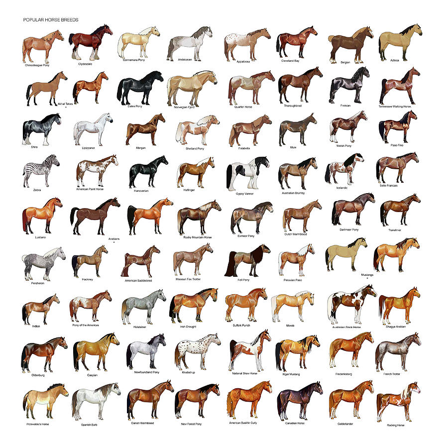 Horse Breeds Mixed Media by Gina Dsgn Pixels
