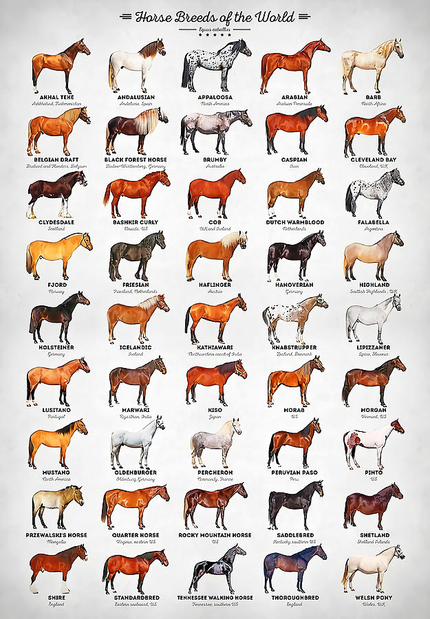 Horse Breeds Of The World Poster boy Painting by Harris Rose - Pixels