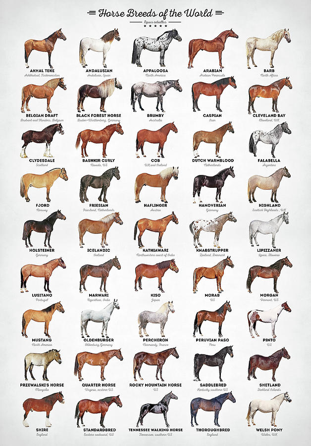 Horse Breeds of the World Digital Art by Zapista OU | Fine Art America