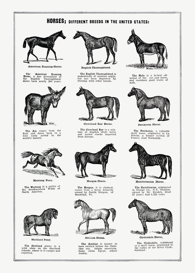 Horse Breeds - Vintage Farm Illustration - The Open Door to Independence Digital Art by Studio Grafiikka