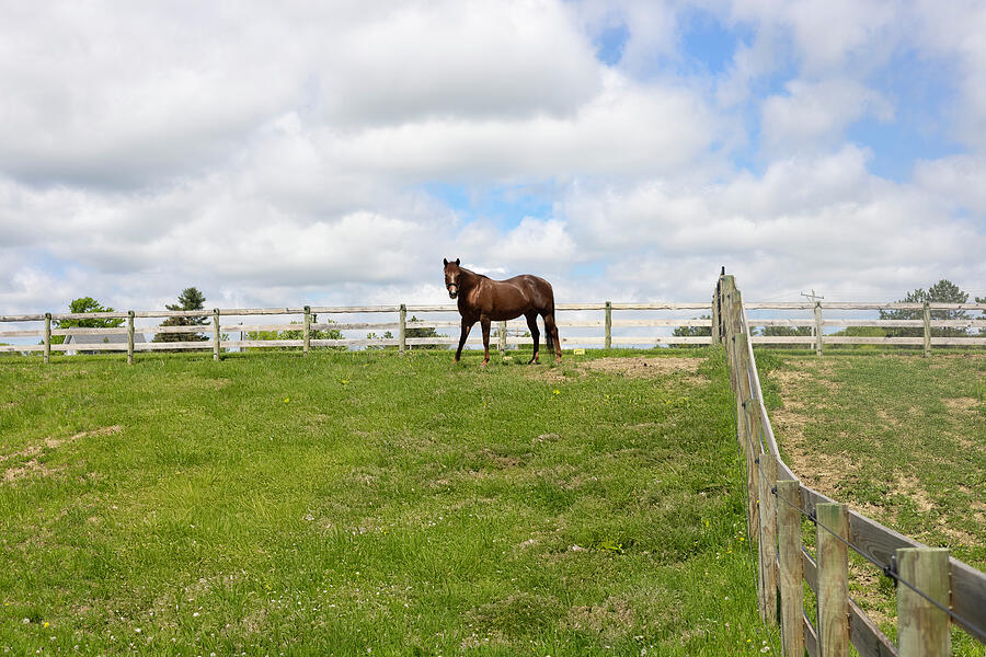 Horse Photograph by Brian Allen Horse Photograph by Brian Allen