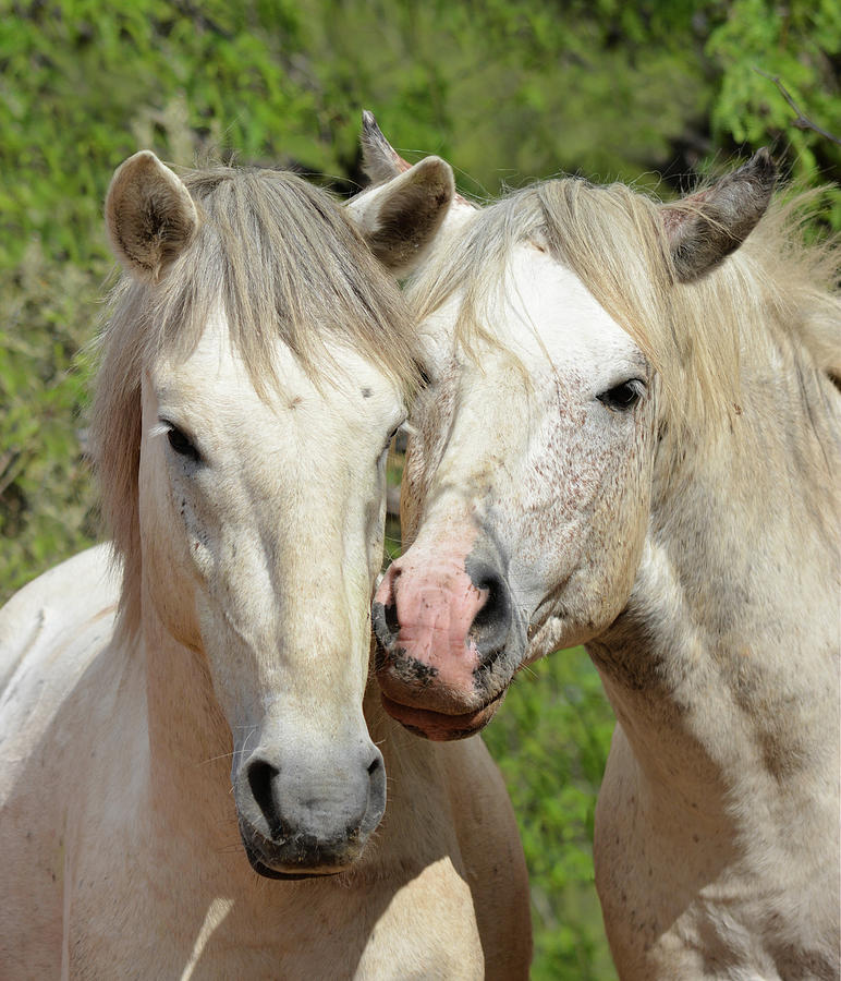 Horse Buddies Photograph by Barbara Sophia Travels