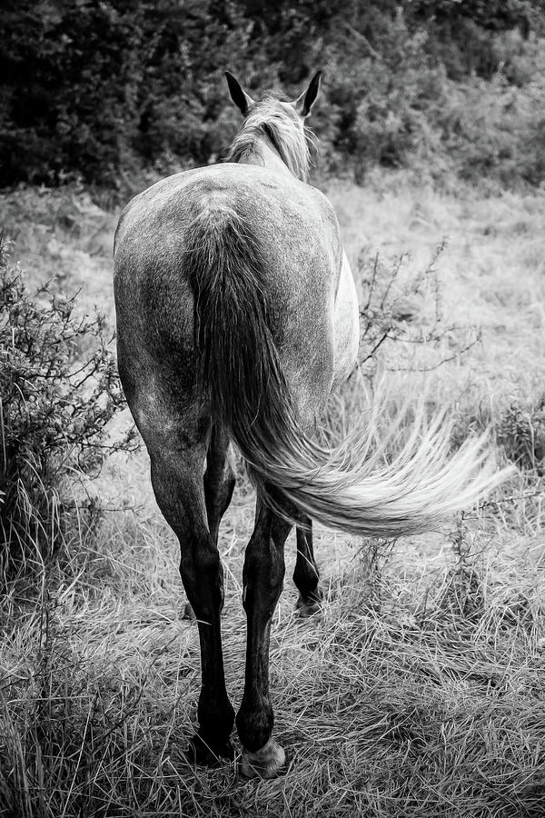 Black And White Photograph - Horse Butt by Nicklas Gustafsson