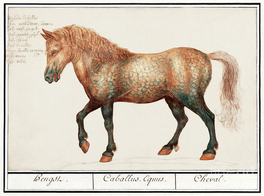 Horse by Anselmus Boetius de Boodt - 1599 Photograph by Doc Braham