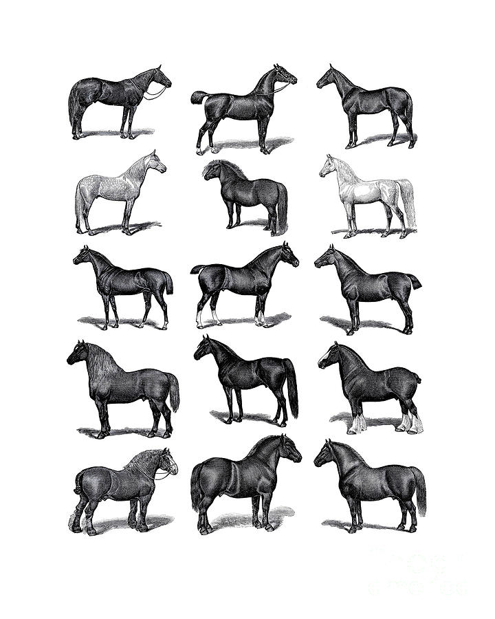 Horse Digital Art - Horse Chart by Madame Memento