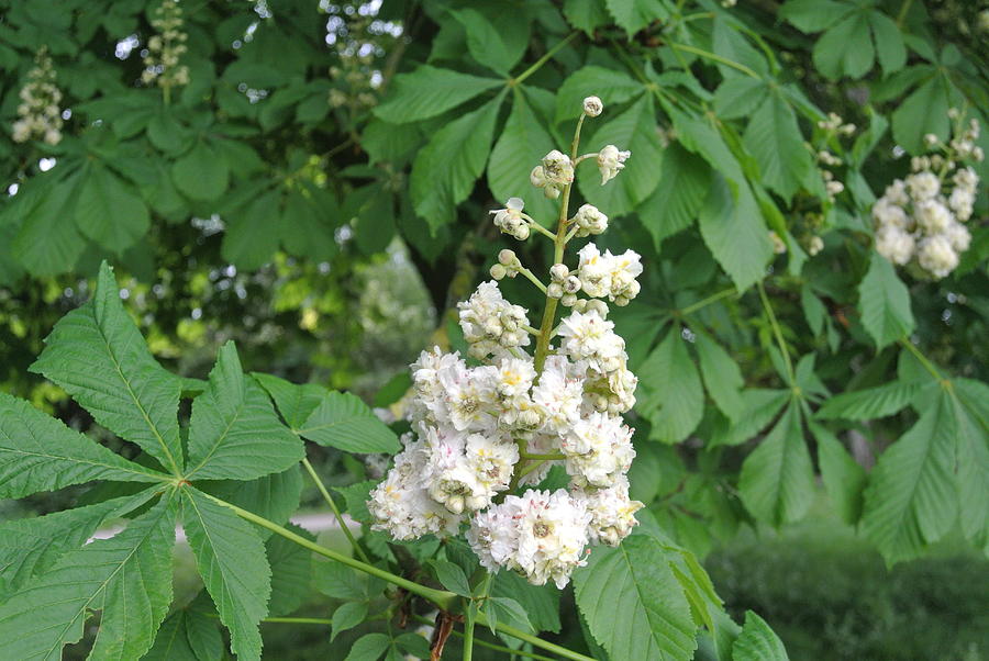 Horse Chestnut Tree Photograph by Lynne Iddon - Fine Art America