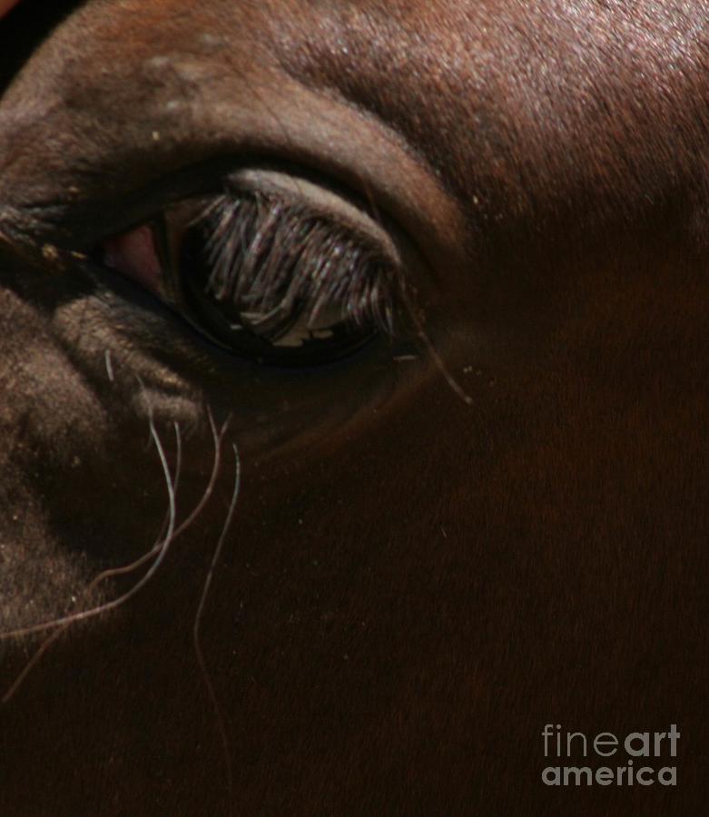 Horse Close Up Photograph by Cynthia Marcopulos