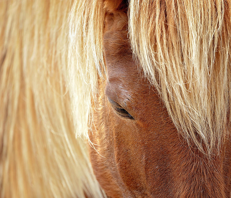 Horse Close Up Photograph by Deborah Penland