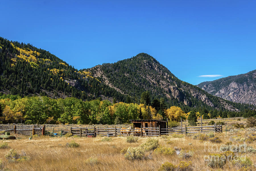 Horse Country Photograph by Jon Burch Photography
