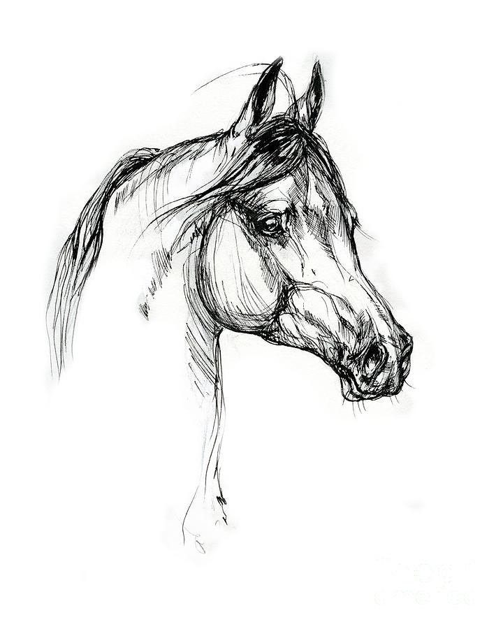 Horse head sketch of black arabian stallion Vector Image