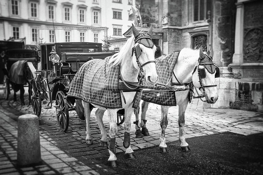 Horse Drawn Carriages of Stephansplatz Vienna Austria Black and White Photograph by Carol Japp