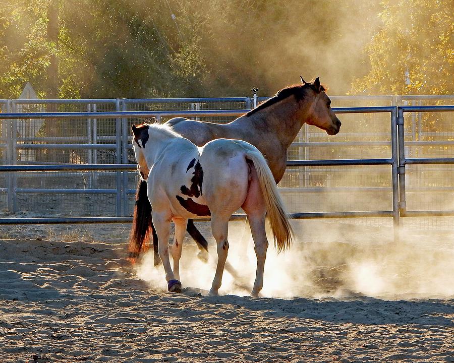 Horse Dust Photograph by Andrew Lawrence