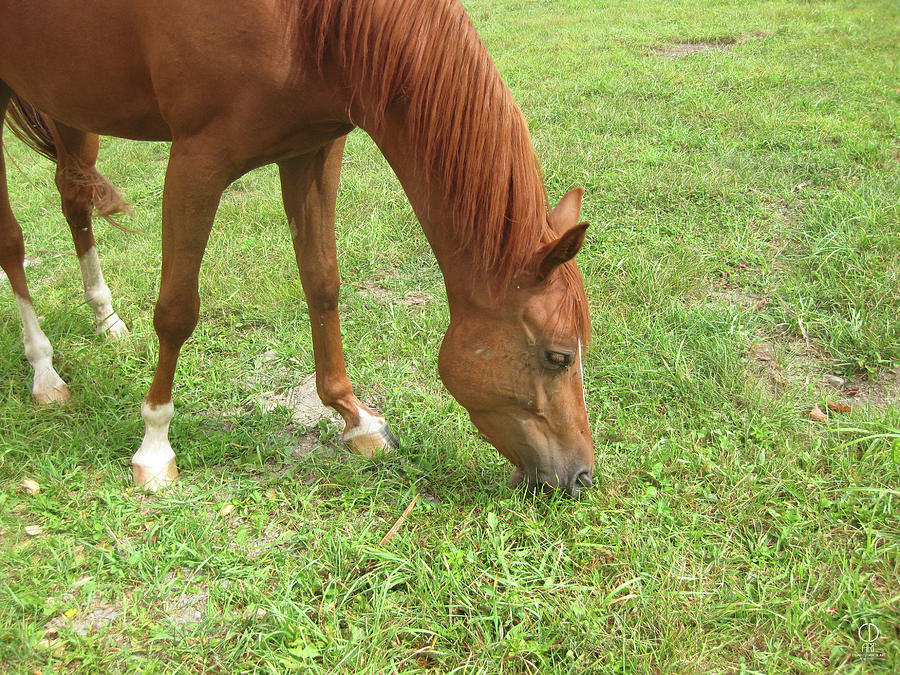 Horse Eating Grass Photograph By Charles Dancik - Fine Art America