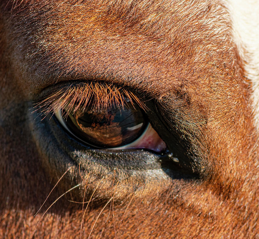 Horse Photograph - Horse Eye Close Up by Karen Rispin