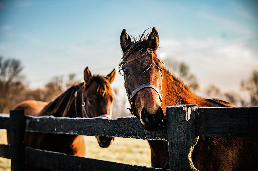 Horse faces Photograph by Kyle Shepherd - Fine Art America