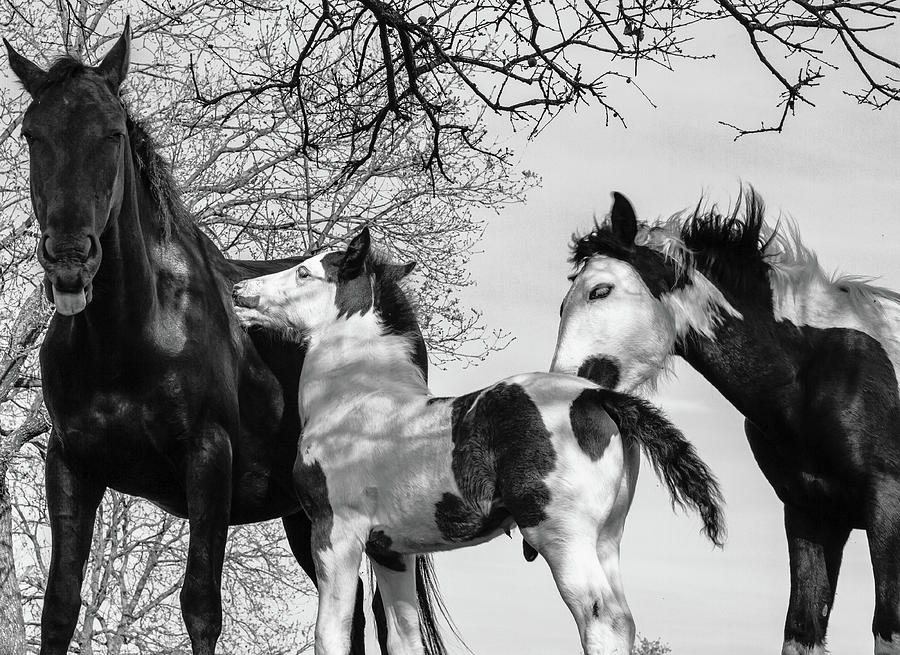 Horse Family - BnW Photograph by Umberto Barone
