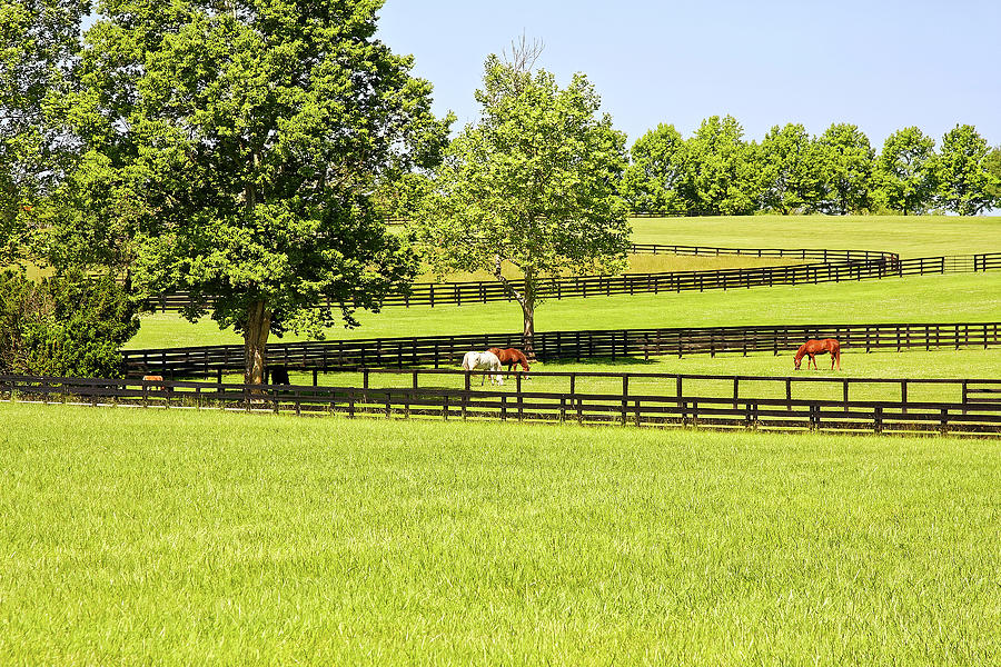 Horse Farm Black Fences Photograph by Sally Weigand
