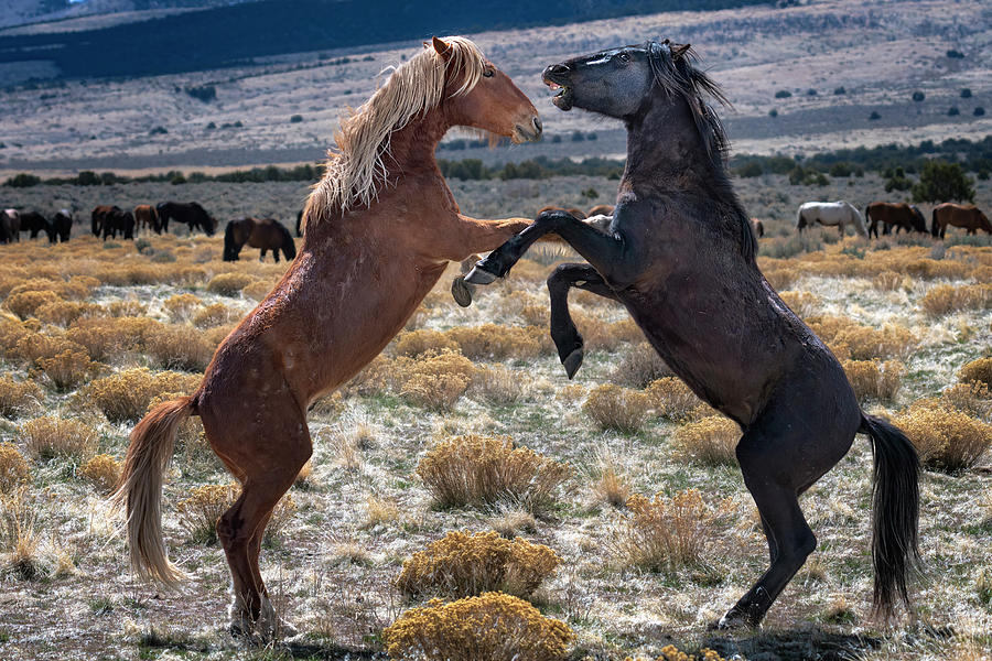 Horse Fight Photograph by Michael Ash