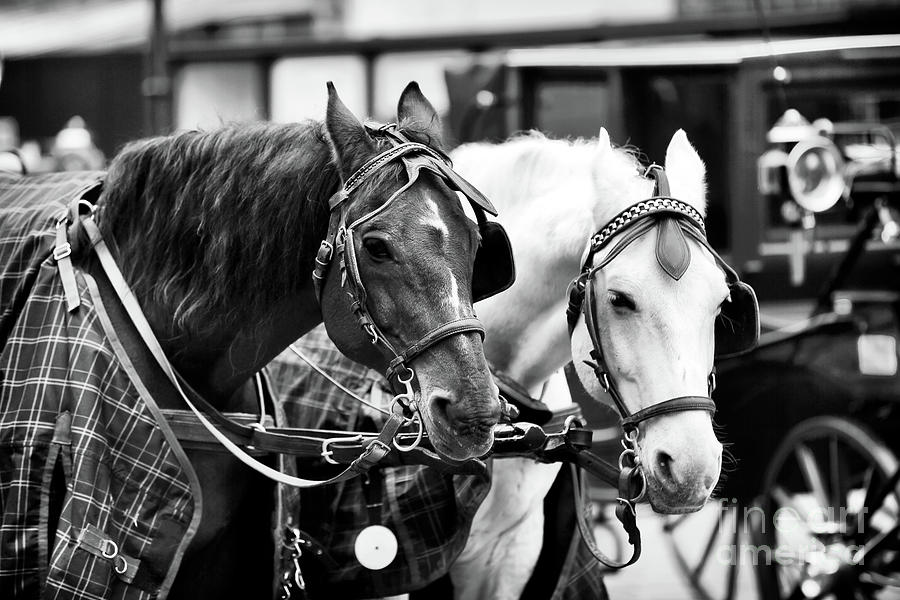 Horse Friends in Vienna Photograph by John Rizzuto