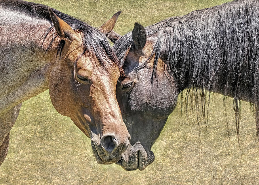 Horse Friendship Photograph by Jennie Marie Schell