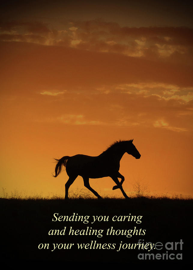 Horse Get Well Wellness Journey Photograph by Stephanie Laird