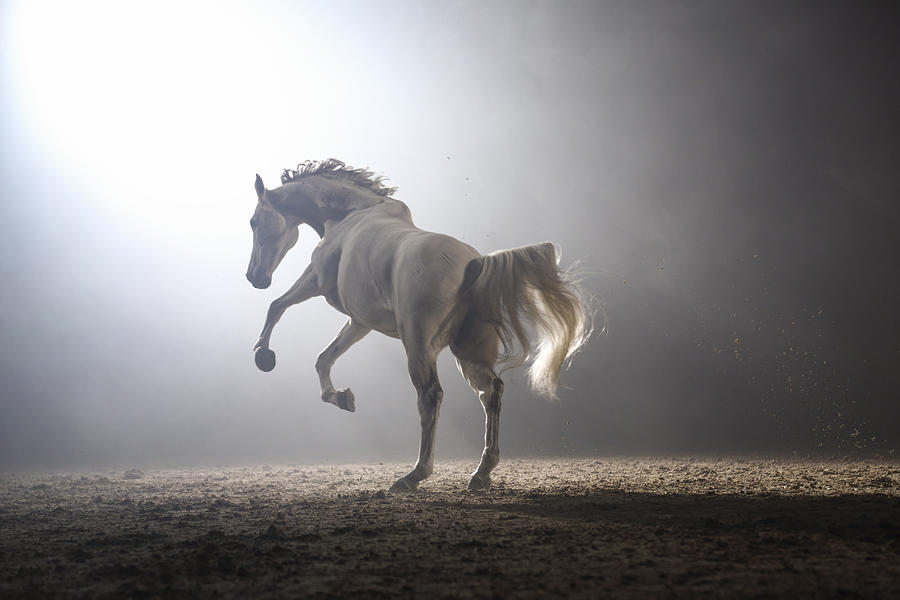 Horse glory Photograph by Tomazl