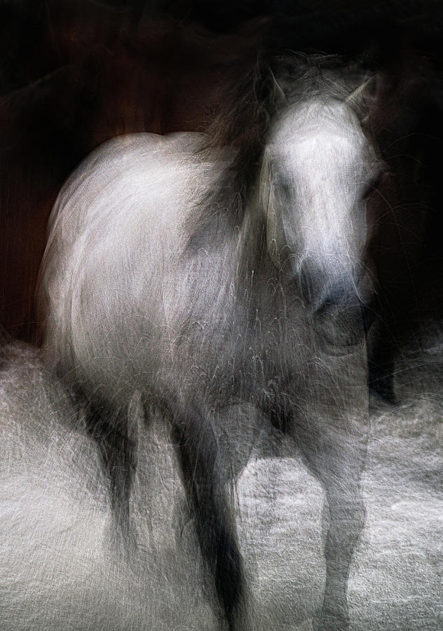 Horse Photograph by Grant Galbraith