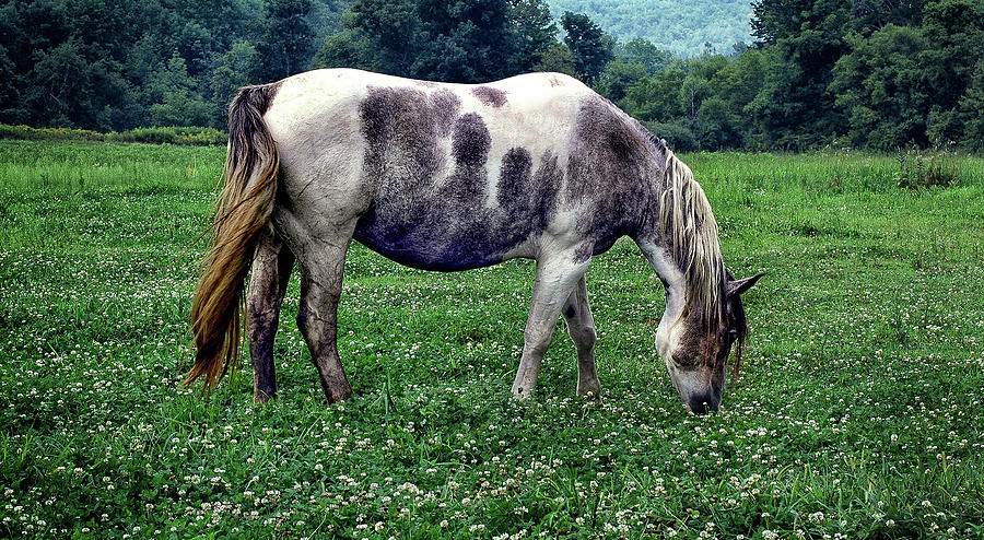 Horse Grazing in a Field of Clover Photograph by Phil Cardamone