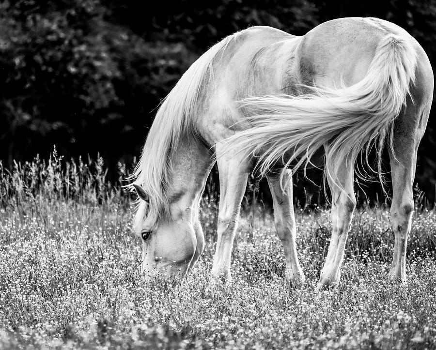 Horse Grazing in the Spring Photograph by Rachel Morrison