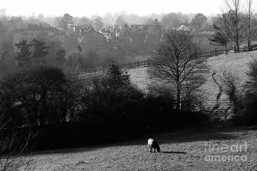 Horse Grazing in Wealden Countryside Kent England Photograph by James Brunker