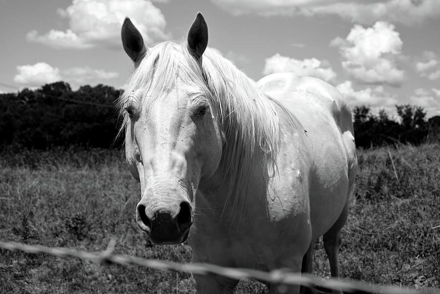 Horse Greetings - Black and White Photograph by Katherine Nutt