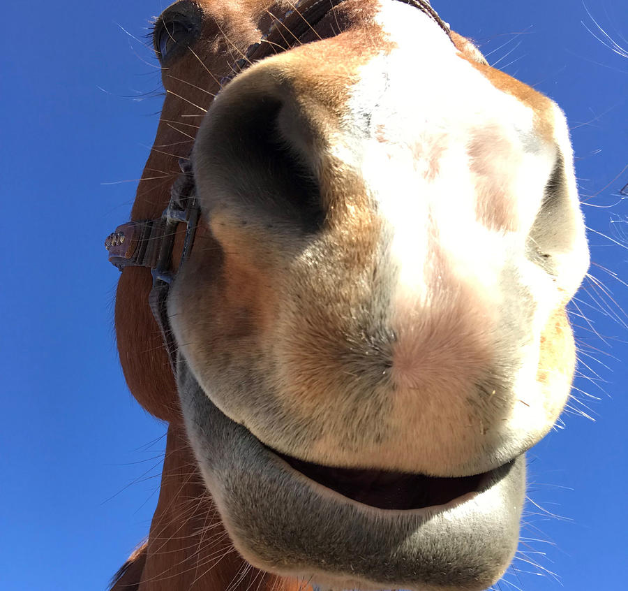 Horse Grin Photograph by Christy Garavetto